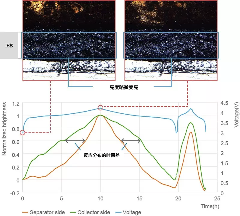 正极反应分布分析